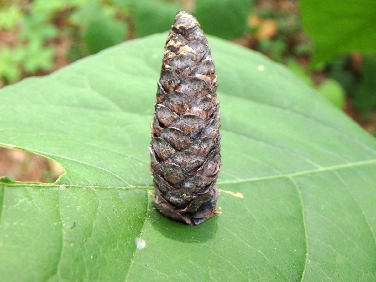 11. Pinecone in Knotweed Leaf