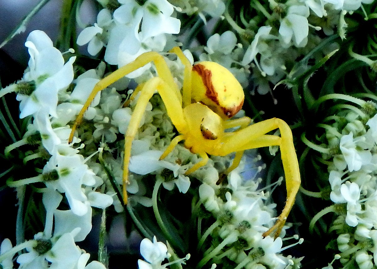 3. Crab Spider