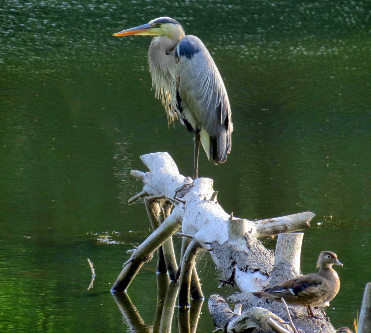 6. Great Blue Heron and Wood Duck