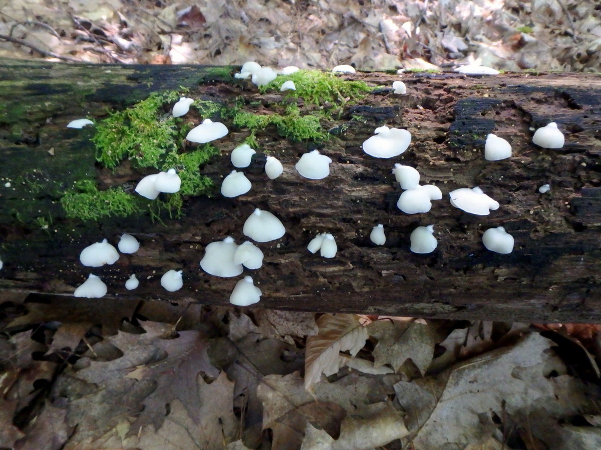 6. Oyster Mushrooms