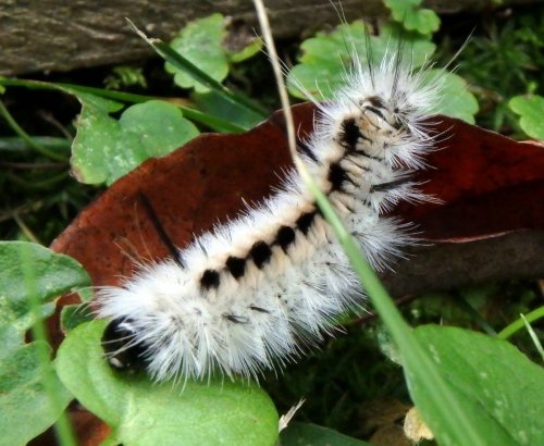 5-hickory-tussock-moth-caterpillar