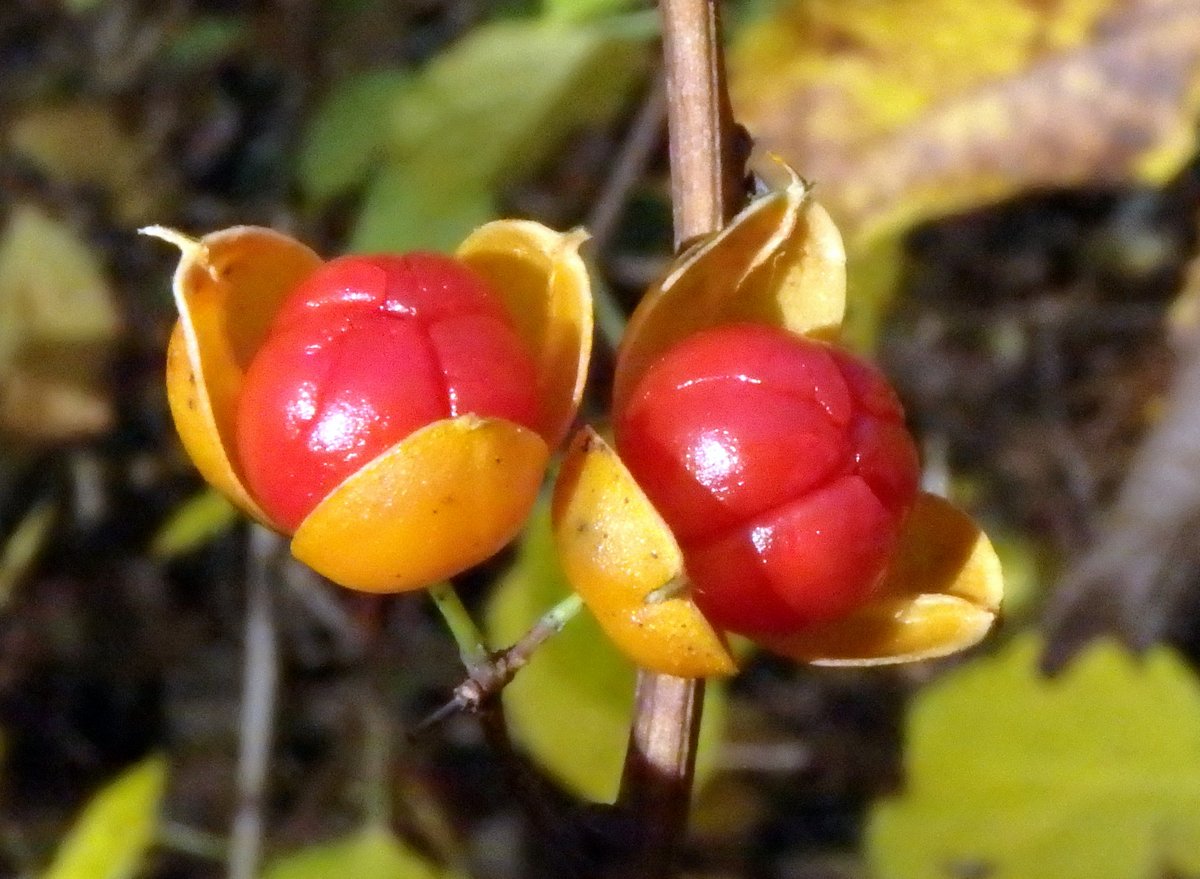 11-bittersweet-berries