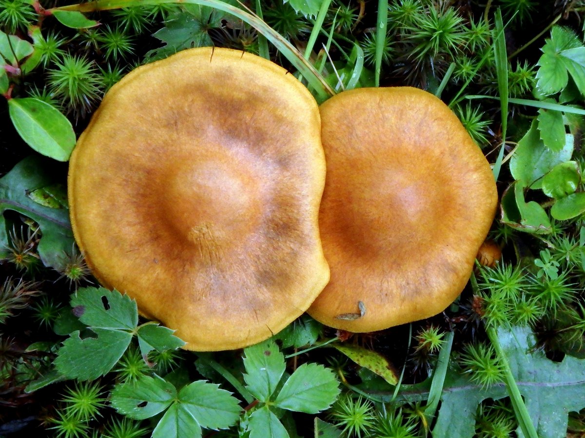 11-mushrooms