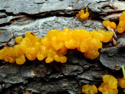 13-jelly-fungi