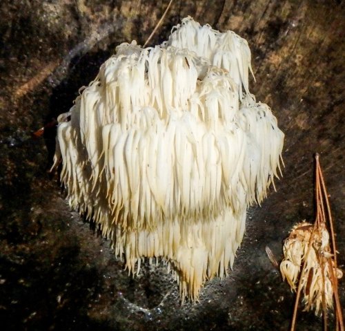 6-lion-s-mane-fungus-aka-hericium-americanum