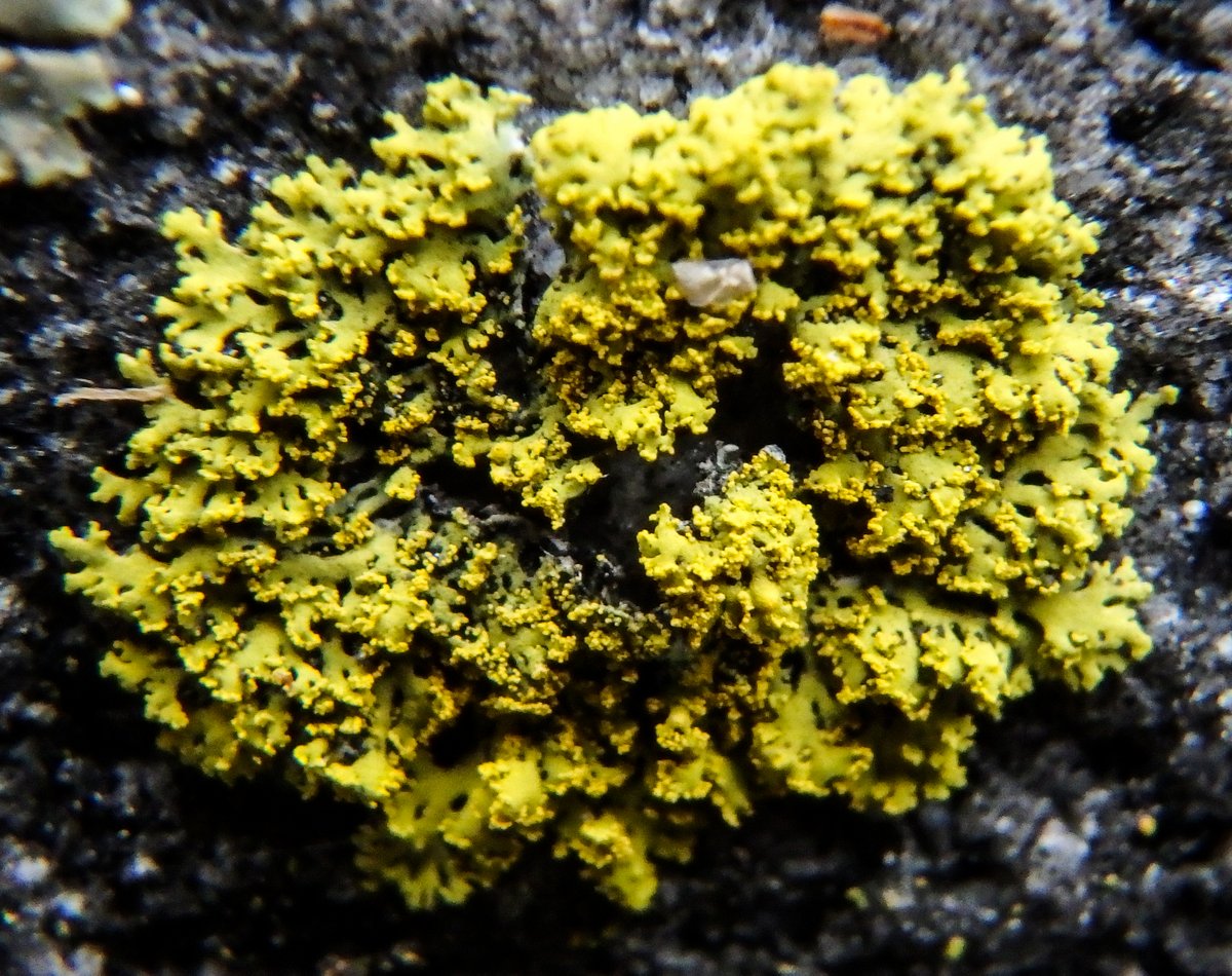 9-powdery-sunburst-lichen-xanthomendoza-ulophyllodes