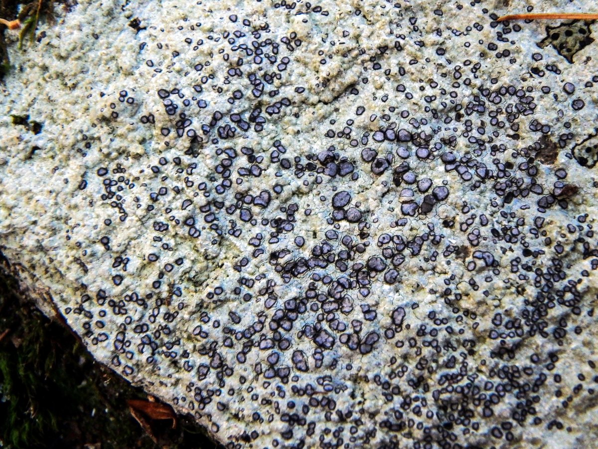 12-smoky-eye-boulder-lichen