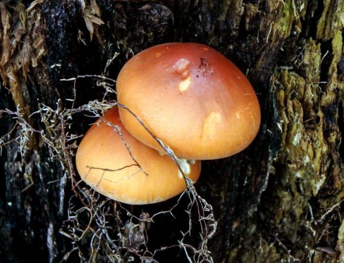 16-mushrooms