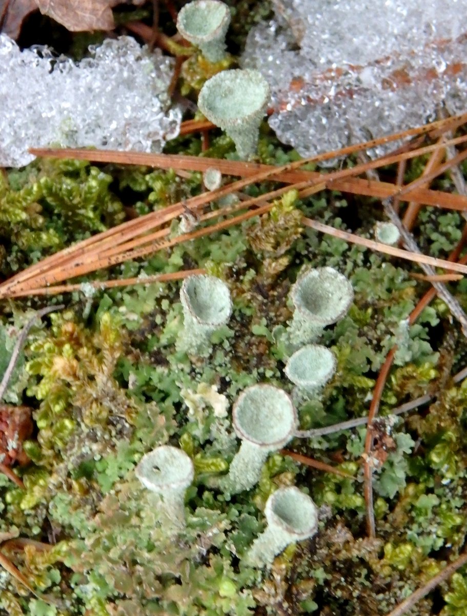 17-pixie-cup-lichen
