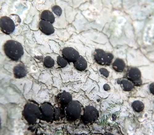 17-possible-concentric-boulder-lichen-2