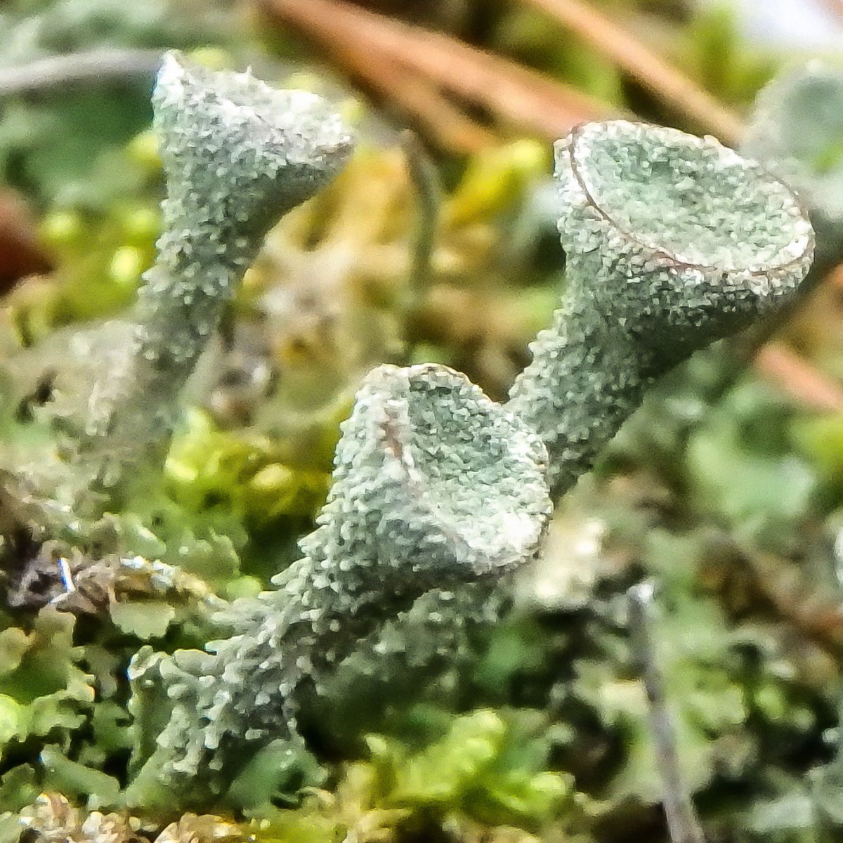 18-pixie-cup-lichen