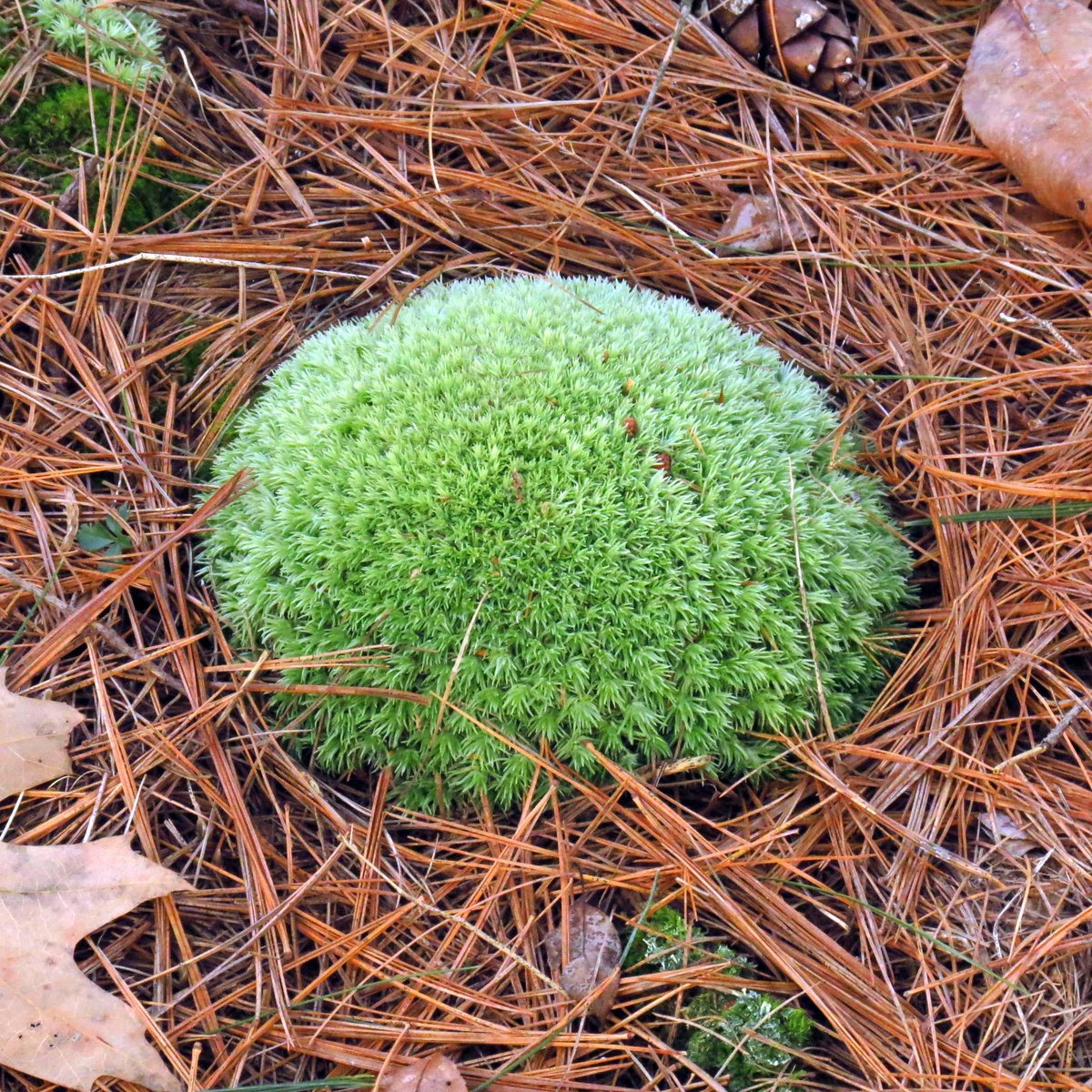 White Cushion Moss  New Hampshire Garden Solutions