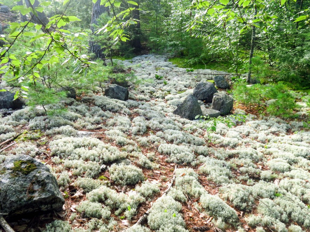 Gray Reindeer Lichen  New Hampshire Garden Solutions