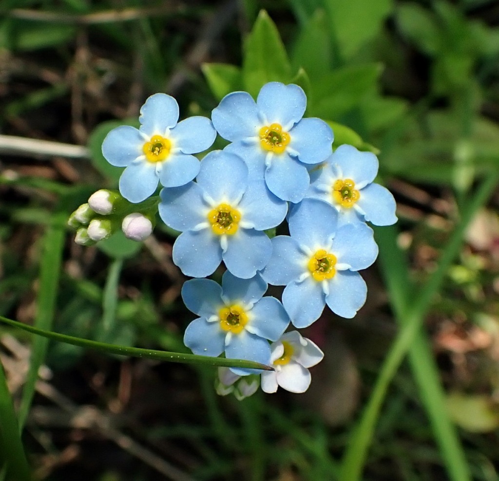 Forget-me-not - how to plant and grow myosotis, cute edge flowers